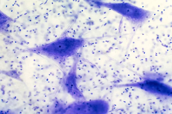 Eğitim için mikroskop altında beyindeki nöron hücreleri.