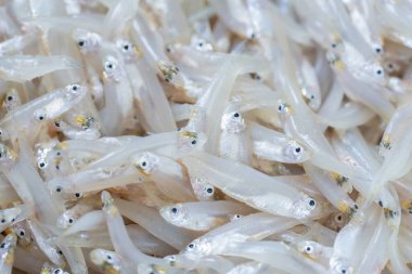 Balıkçı dükkanında dondurulmuş taze ançüez balığı. Endüstriyel balık sosu için çiğ ançüez. 