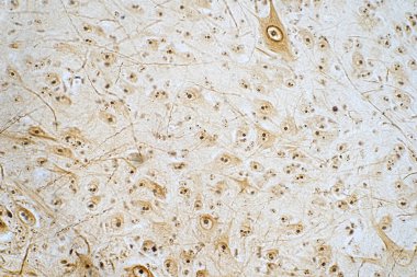 Mikroskop altında omuriliğin çapraz kesiti. İnsan fizyolojisi tarihi.