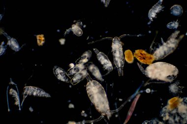 Planktonlar okyanuslarda ve denizde sürüklenen organizmalardır. Zooplankton.