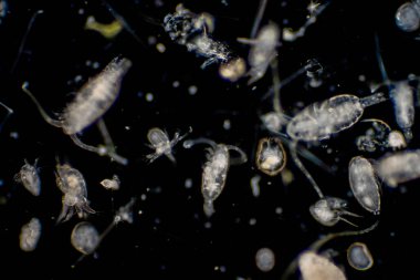 Planktonlar okyanuslarda ve denizde sürüklenen organizmalardır. Zooplankton.
