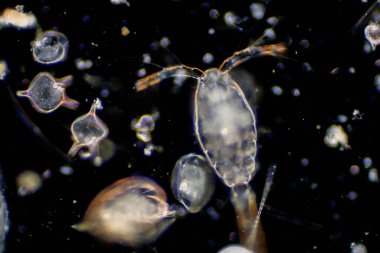 Planktonlar okyanuslarda ve denizde sürüklenen organizmalardır. Zooplankton.