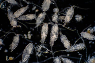 Planktonlar okyanuslarda ve denizde sürüklenen organizmalardır. Zooplankton.