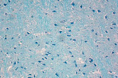 Mikroskop altında omuriliğin çapraz kesiti. İnsan fizyolojisi tarihi.