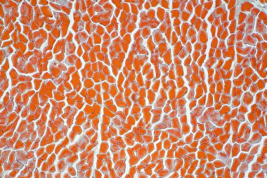 Mikroskop altında çapraz kesim kas iskeleti mikro hazırlık örnekleri (doku). İnsan anatomisinin tarihi.