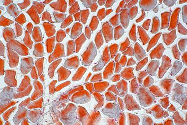 Mikroskop altında çapraz kesim kas iskeleti mikro hazırlık örnekleri (doku). İnsan anatomisinin tarihi.