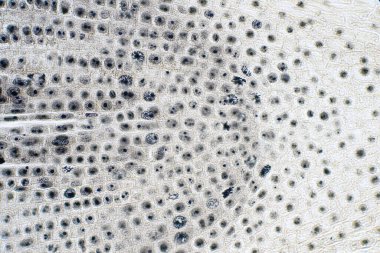 Eğitim için Kök ucundaki Soğan ve Mitoz hücresinin kök ucu.