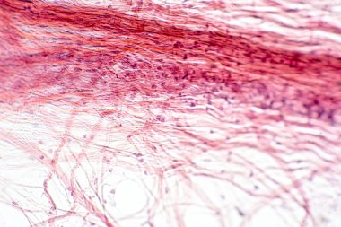 Mikroskop altında bölgeye bağlı doku var. İnsan fizyolojisi tarihi.