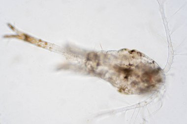 Kopepod (Zooplankton), deniz ve tatlı su habitatlarında bulunan küçük bir kabuklulardır..