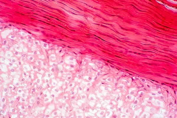 Anatomia Del Muscolo Del Ginocchio Del Tendine Del Tessuto Cartilagineo — Foto Stock