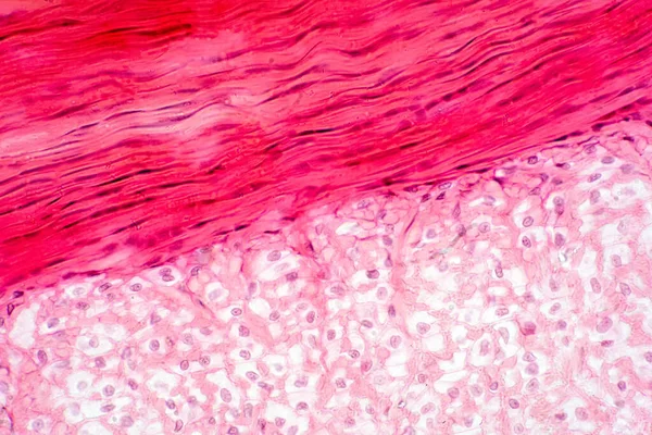 Kolenní Sval Tendon Cartilage Tkáňová Anatomie Pro Výuku Fyziologie — Stock fotografie