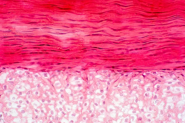Fizyoloji eğitimi için diz kası, tendon ve kıkırdak doku anatomisi.