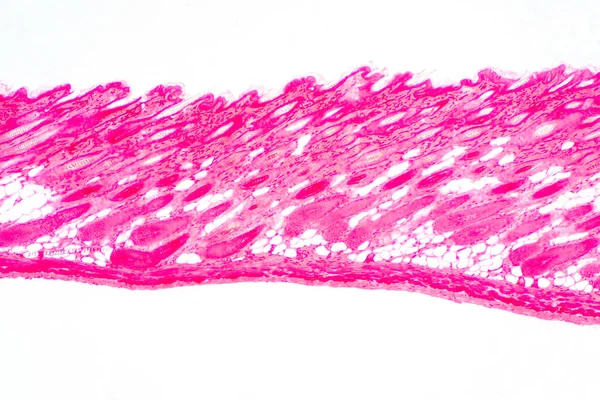 Corte Transversal Tejido Piel Humana Bajo Microscopio Para Educación Fisiológica —  Fotos de Stock