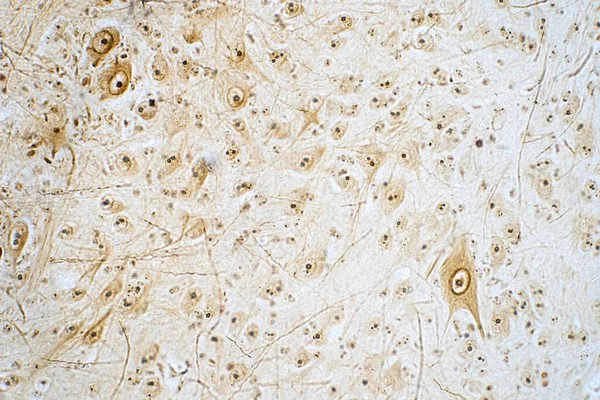 Sección Transversal Médula Espinal Bajo Microscopio Histológico Para Fisiología Humana —  Fotos de Stock