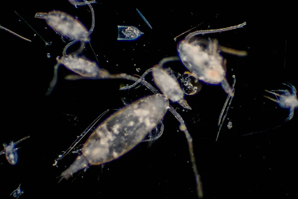 プランクトンは 海や海に漂う生物です 動物プランクトン — ストック写真