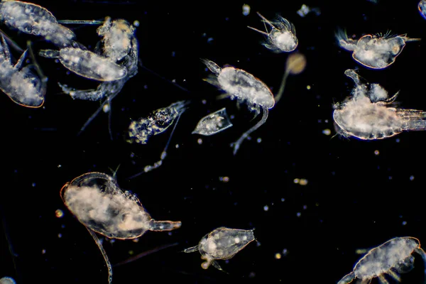 Plancton Organismo Che Deriva Negli Oceani Nei Mari Zooplancton — Foto Stock