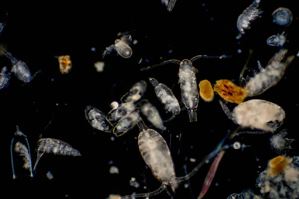 플랑크톤은 바다와 바다에서 떠다니는 유기체이다 동물성 플랑크톤 — 스톡 사진