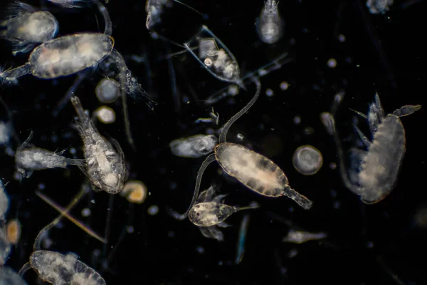 Plankton Organizmy Dryfujące Oceanach Morzach Zooplankton — Zdjęcie stockowe