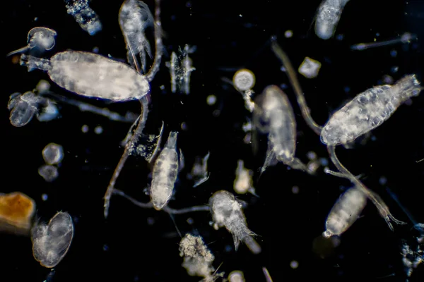 Plancton Organismo Che Deriva Negli Oceani Nei Mari Zooplancton — Foto Stock