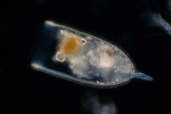 Plâncton São Organismos Deriva Nos Oceanos Mares Zooplâncton — Fotografia de Stock