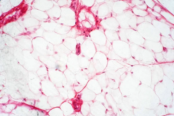 Menselijk Vet Lichaamsweefsel Onder Microscoop Bekijken Voor Fysiologie Onderwijs — Stockfoto
