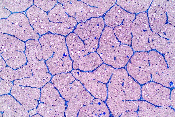 Nervo Ocular Humano Sob Visão Microscópio Histológico Para Fisiologia Humana — Fotografia de Stock