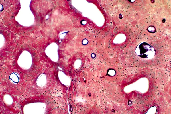 Nsan Kompakt Kemik Dokusunun Tarih Bilimi Mikroskop Altında Eğitim Kas — Stok fotoğraf