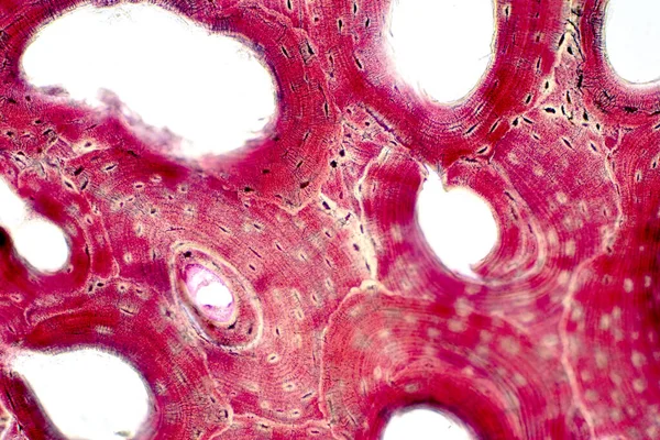Nsan Kompakt Kemik Dokusunun Tarih Bilimi Mikroskop Altında Eğitim Kas — Stok fotoğraf