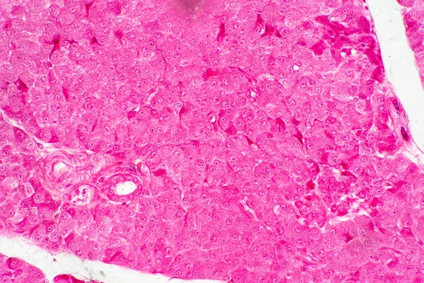 Menselijk Leverweefsel Onder Microscoop Bekijken Voor Onderwijs Histologie Menselijk Weefsel — Stockfoto