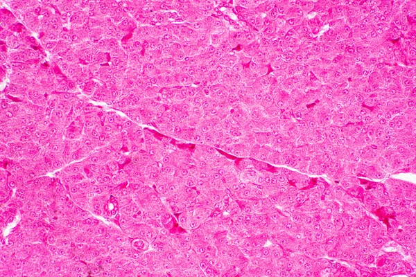Tissu Hépatique Humain Microscope Pour Éducation Histologie Tissu Humain — Photo