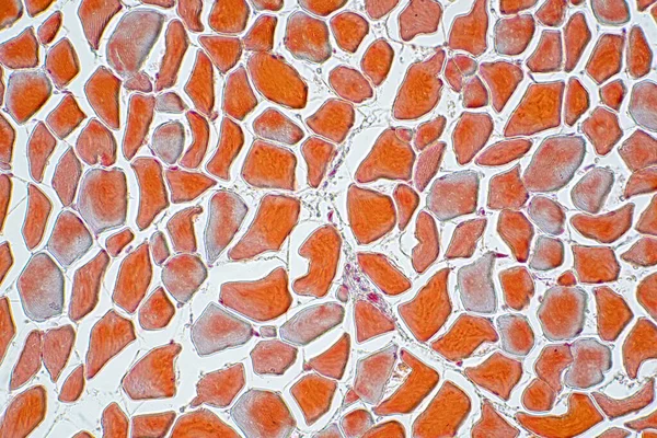 Keresztmetszeti Izom Csontváz Mikro Előkészítő Minták Szakasz Szövet Mikroszkóp Nézet — Stock Fotó