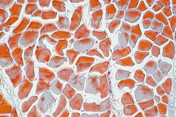 Mikroskop Altında Çapraz Kesim Kas Iskeleti Mikro Hazırlık Örnekleri Doku — Stok fotoğraf