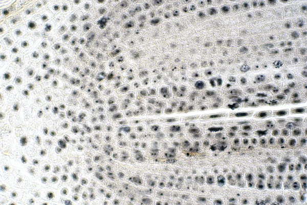 Punta Raíz Cebolla Mitosis Punta Raíz Para Educación — Foto de Stock