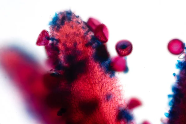 Пыльцевое Зерно Микроскопическое Тело Содержащее Мужские Репродуктивные Клетки Растений — стоковое фото