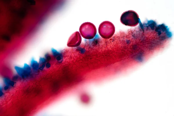 Ziarno Pyłku Jest Mikroskopijnym Ciałem Które Zawiera Męską Komórkę Rozrodczą — Zdjęcie stockowe
