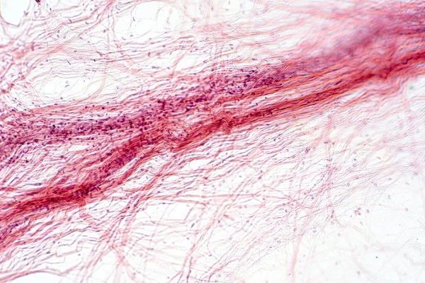 Țesut Conjunctiv Reolar Sub Vizualizarea Microscopului Histologic Pentru Fiziologia Umană — Fotografie, imagine de stoc