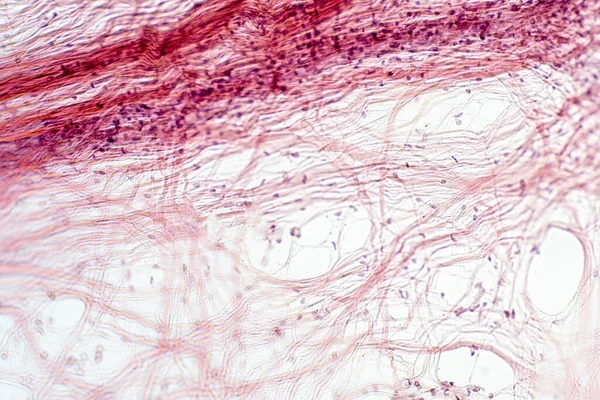 Gozal sexy yalangoch qiz onlayn video Kichkina titted lezbiyenlar va issiq geylarning yovvoyi orgiyasi