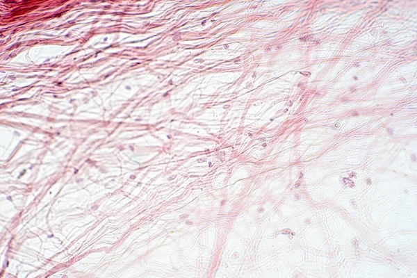 Tejido Conjuntivo Auricular Bajo Vista Del Microscopio Histológico Para Fisiología —  Fotos de Stock