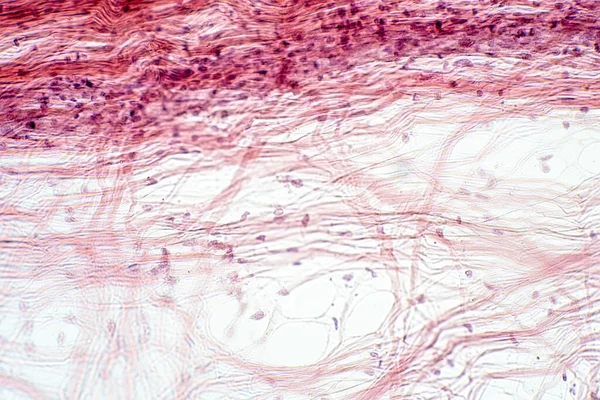 顕微鏡ビューの下の領域接続組織 人間の生理学の歴史 — ストック写真