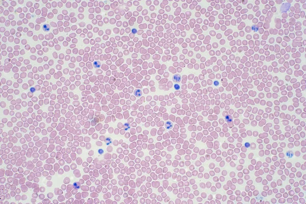 Células Sanguíneas Bajo Microscopio Para Educación Histológica Fisiología Humana — Foto de Stock