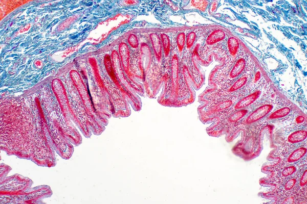 顕微鏡観察下でのヒト大腸組織 人間の生理学の歴史 — ストック写真