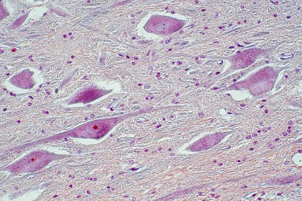 Secțiune Transversală Măduvei Spinării Sub Vederea Microscopului Histologic Pentru Fiziologia — Fotografie, imagine de stoc