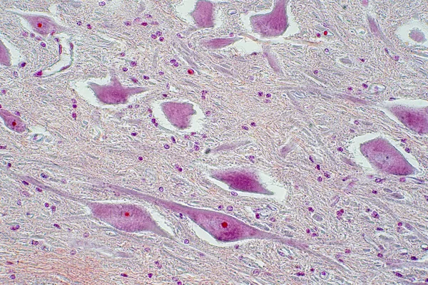 Coupe Transversale Moelle Épinière Sous Vue Microscope Histologique Pour Physiologie — Photo