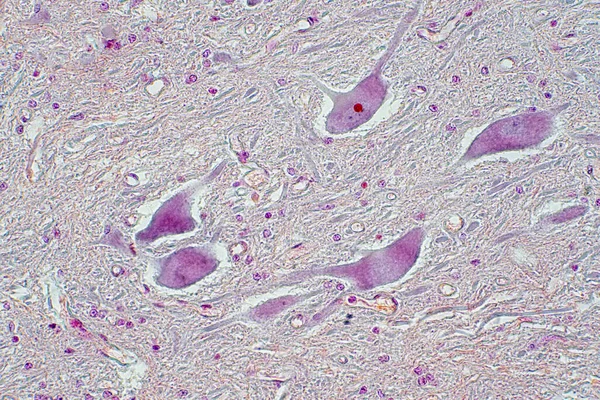 Sección Transversal Médula Espinal Bajo Microscopio Histológico Para Fisiología Humana —  Fotos de Stock