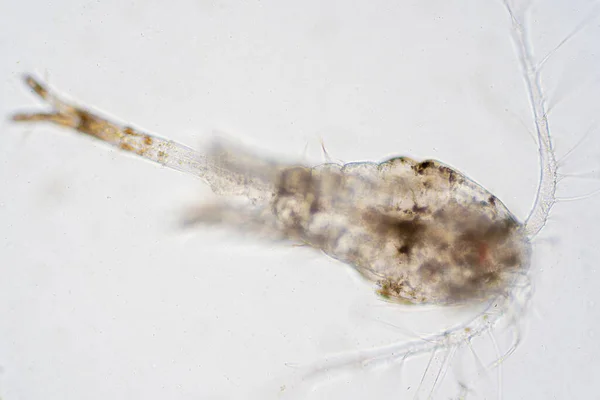 Copepod Zooplankton Group Small Crustaceans Found Marine Freshwater Habitat — Stock Photo, Image