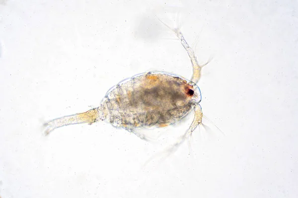 Копепод Zooplankton Группа Мелких Ракообразных Обитающих Морской Пресноводной Среде Обитания — стоковое фото