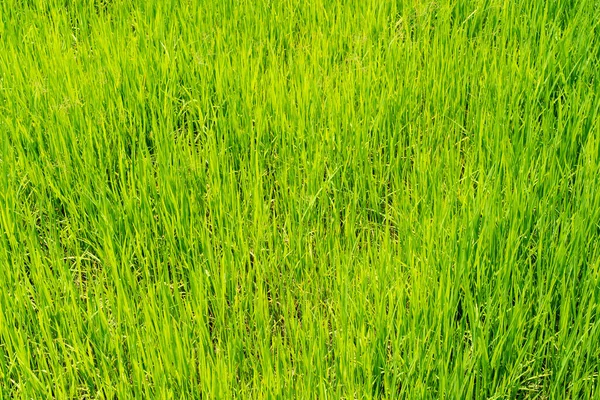 Pole Ryżowe Zielona Trawa Tle Przyrody — Zdjęcie stockowe