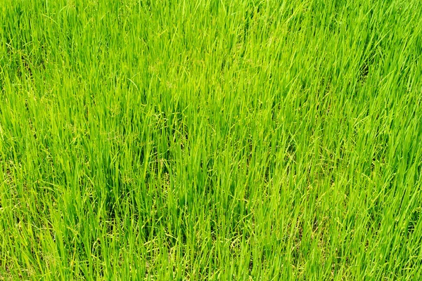 自然の背景のための水田緑の草 — ストック写真