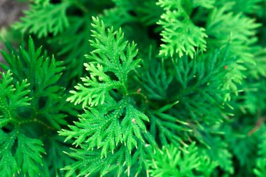 Spike Moss (Selaginella willdenowii) bahçede. Soyut arkaplan Spike Moss.