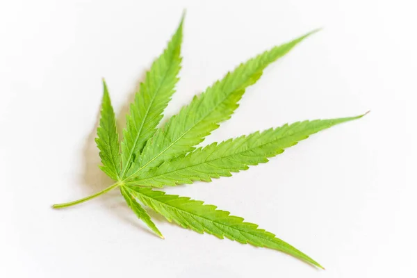 Cannabis Drugs Marihuana Blatt Nahaufnahme Auf Weißem Hintergrund — Stockfoto